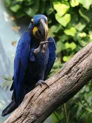 蓝色金刚鹦鹉摄影图片
