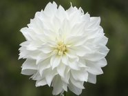 白色大丽菊摄影图片