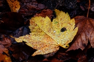 秋天雨后凋零的树叶图片