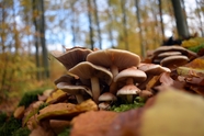 秋天树林地面野生蘑菇群摄影图片
