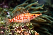 深海濒危物种鱼摄影图片