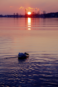 日暮黄昏湖泊白天鹅摄影图片