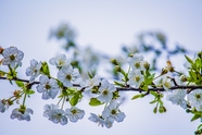 春天白色花枝鲜花摄影图片