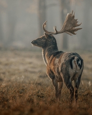 保护野生麋鹿摄影图片