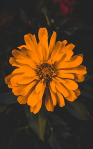 橙色新鲜百日菊摄影图片