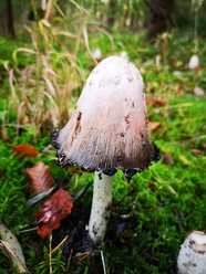 树林地面野生青苔真菌蘑菇摄影图片