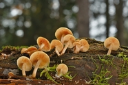 野生层状蘑菇群摄影图片