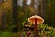 野生光盘蘑菇摄影图片