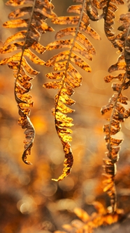 秋天枯萎的不同姿态蕨叶子图片