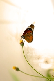 停在花蕊上的虎斑蝶摄影图片