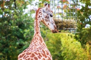动物园野生南非长颈鹿摄影图片