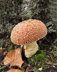 野生鹅膏菌蘑菇摄影图片