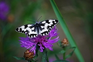 野生黑白豹纹蝶摄影图片