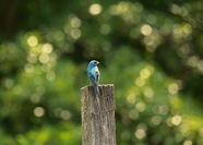 靛蓝色知更鸟摄影图片