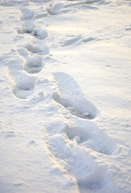 冬季白色雪地脚印摄影图片