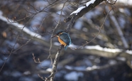 冬季野生翠鸟站在枝头摄影图片