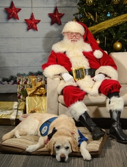 圣诞节拉布拉多犬圣诞老人图片