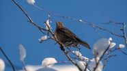 冬季蓝天枯枝积雪小鸟摄影图片