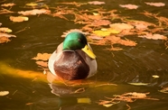 一只绿色头的棕色鸭子在水里游泳图片