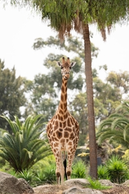 站在树下的长颈鹿摄影图片