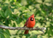 红色小鸟站在灌木树枝上图片