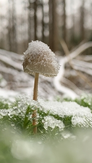 冬季冰雪覆盖的野蘑菇图片