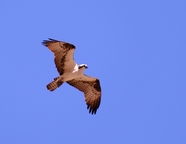 高空自由翱翔的野生飞禽图片