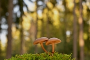 树林地面层状蘑菇摄影图片