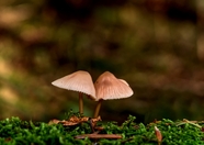 森林地面绿色苔藓两只蘑菇图片