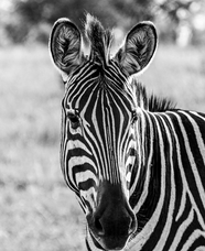 黑白单色调野生斑马摄影图片