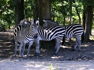 非洲森林动物园野生斑马群图片