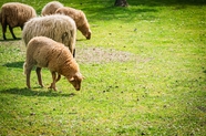 绿色草地上吃草的羊群图片
