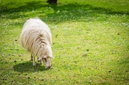 草地吃草的安哥拉羊摄影