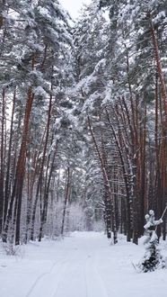 冬季唯美雪地树林雾凇雪景摄影图片