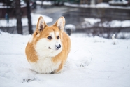 冬季雪地威尔士柯基犬摄影图片