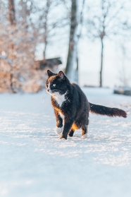 冬季雪地可爱黑色欧洲短毛猫摄影图片