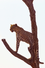 一只豹子攀爬在枯死的树干上图片