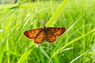 绿色野草丛彩色蝴蝶摄影图片