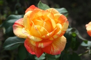 黄橙相间玫瑰花摄影图片