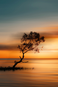 唯美日暮黄昏湖边孤独树木剪影图片