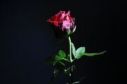 黑色风格摄影玫瑰花图片