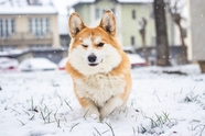 雪地里撒欢的威尔士柯基犬图片