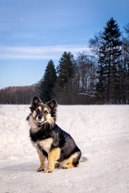 冬季雪地蹲坐着的小狗图片