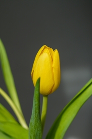 春天含苞待放的黄色郁金香图片