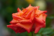 雨后被雨水打湿的玫瑰花图片