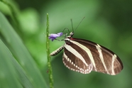 野生黑黄斑蝶摄影图片
