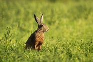 蹲坐在绿色草地的野兔子摄影图片