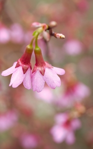 春天粉色花朵开放摄影图片