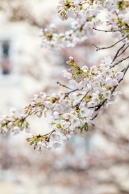 春日唯美白色樱花摄影图片
