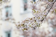 白色小清新樱花枝樱花摄影图片